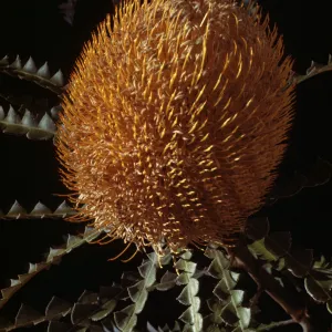 Banksia speciosa flower