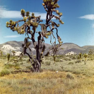 Yucca brevifolia - Joshua Tree