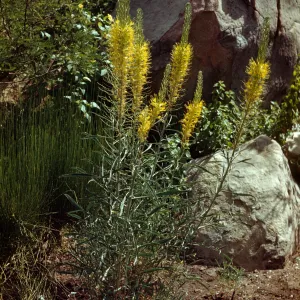 Stanleya pinnata 