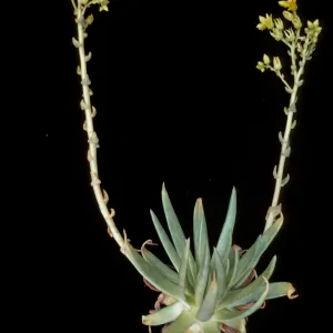 Dudleya stolonifera