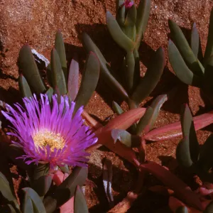 Mesembryanthemum chilense, aizoaceae
