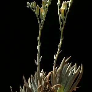 Dudleya abramsii