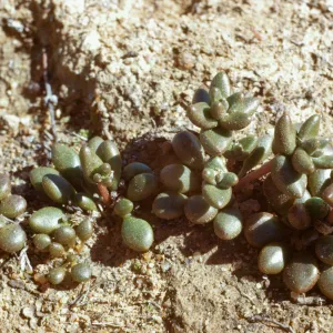 Dudleya blochmaniae
