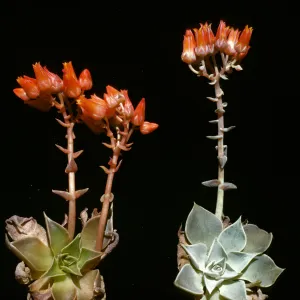 Dudleya minor (liveforevers)