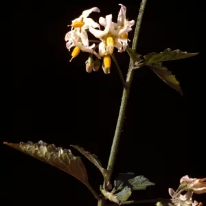 Solanum douglasii