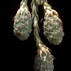 Sequoia sempervirens (Coast Redwood)