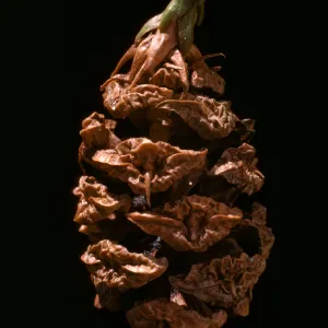 Sequoia sempervirens (Coast Redwood) fruit, with milimeter scale