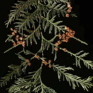 Thuja plicata