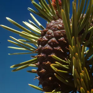 Pinus murrayana