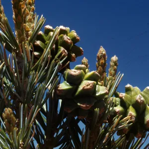 Pinus quadrifolia