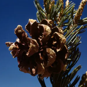 Pinus quadrifolia