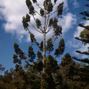 Araucaria cunninghamiana