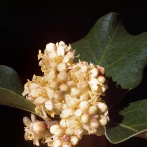 Rhus ovata, close-up of blooms