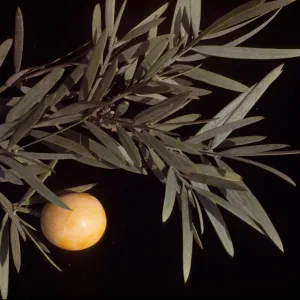 Podocarpus gracilior ( Fern Pine ) 
