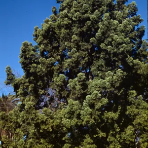 Podocarpus gracilior ( Fern Pine ) 