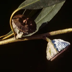 Eucalyptus globulus