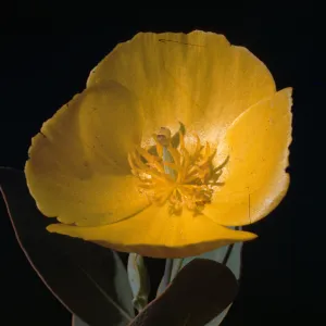 Dendromecon harfordii