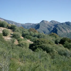Sespe Gorge chaparral
