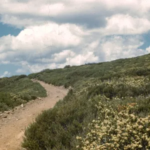 Laguna Mountains chaparral (Manzanita) (California Buckwheat)
