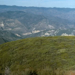 Zaca Ridge, Figueroa Mountain, chaparral