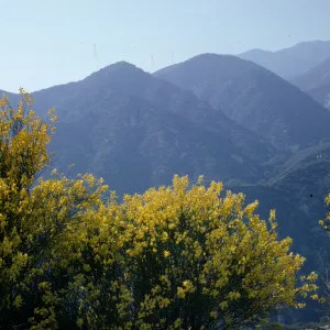 Scotch broom in flower, Chaparral