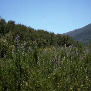 Santa Monica Mountains, chaparral