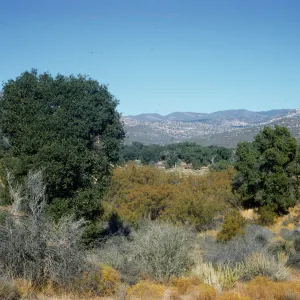 Camino Cielo chaparral