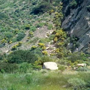 soft chaparral, near Point Mugu