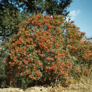 Heteromeles arbutifolia, near Paradise Camp