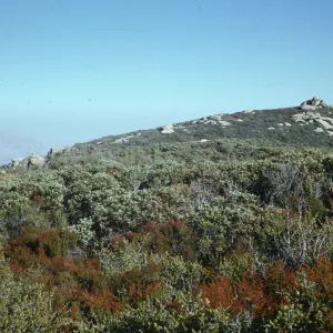 chaparral, Palms to Pines Highway