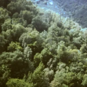 'Cooper Forest' 