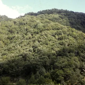 'Cooper Forest'