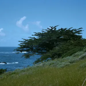 Cupressus macrocarpa (Monterey cypress), Point Lobos