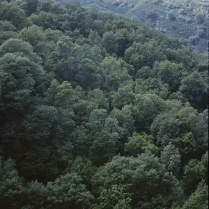 'Cooper Forest'