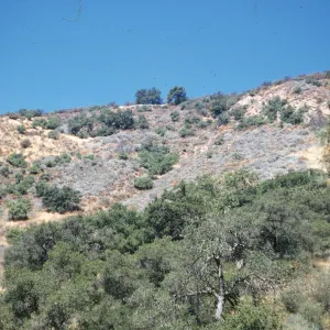 coastal sage, Figueroa