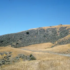 coastal sage, Figueroa