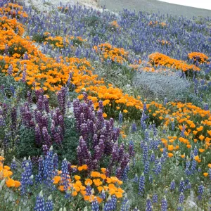 poppies and lupines in bloom