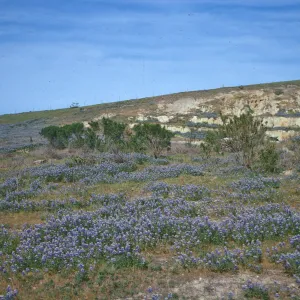 Lupines in bloom, Morro Bay