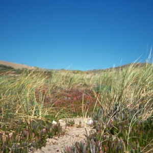 coastal sand dunes, Point Reyes