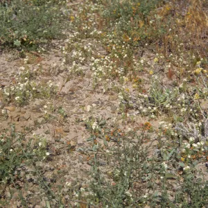 beach plants, Point Mugu