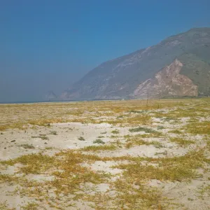 coastal strand, Point Mugu