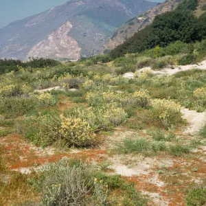 coastal strand, beach plants, near Point Mugu