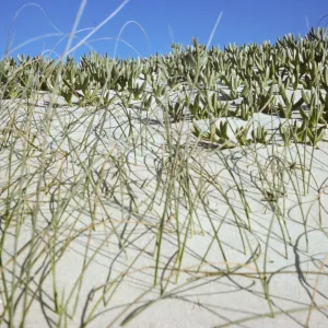 coastal dune, Pismo Beach