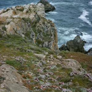 Monterey coastline