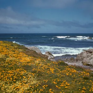 Wildflowers along the California coast