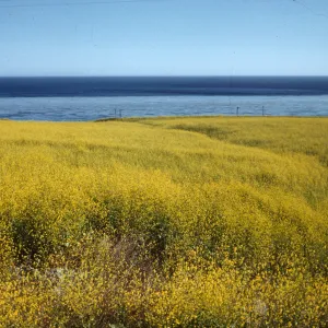 field of yellow mustard against blue ocean, Gaviota