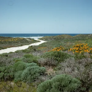 Poppies blooming along California coast