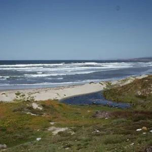 California coastal strand, near Surf