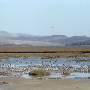 shorebirds feeding, Peeks, Morro Bay