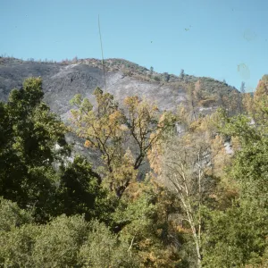 fire scar on Figueroa Mountain